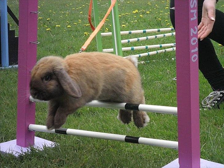 Kanin Winds Kantarel billede 13