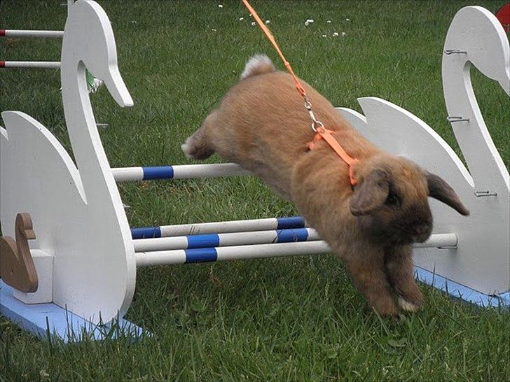 Kanin Winds Kantarel billede 14