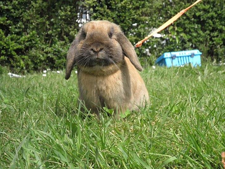 Kanin Winds Kantarel billede 15