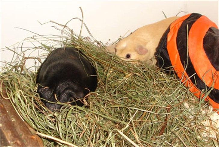 Marsvin Sorte billede 9