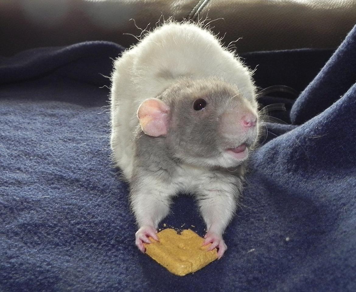 Tamrotte Skralde/Skrumle billede 1