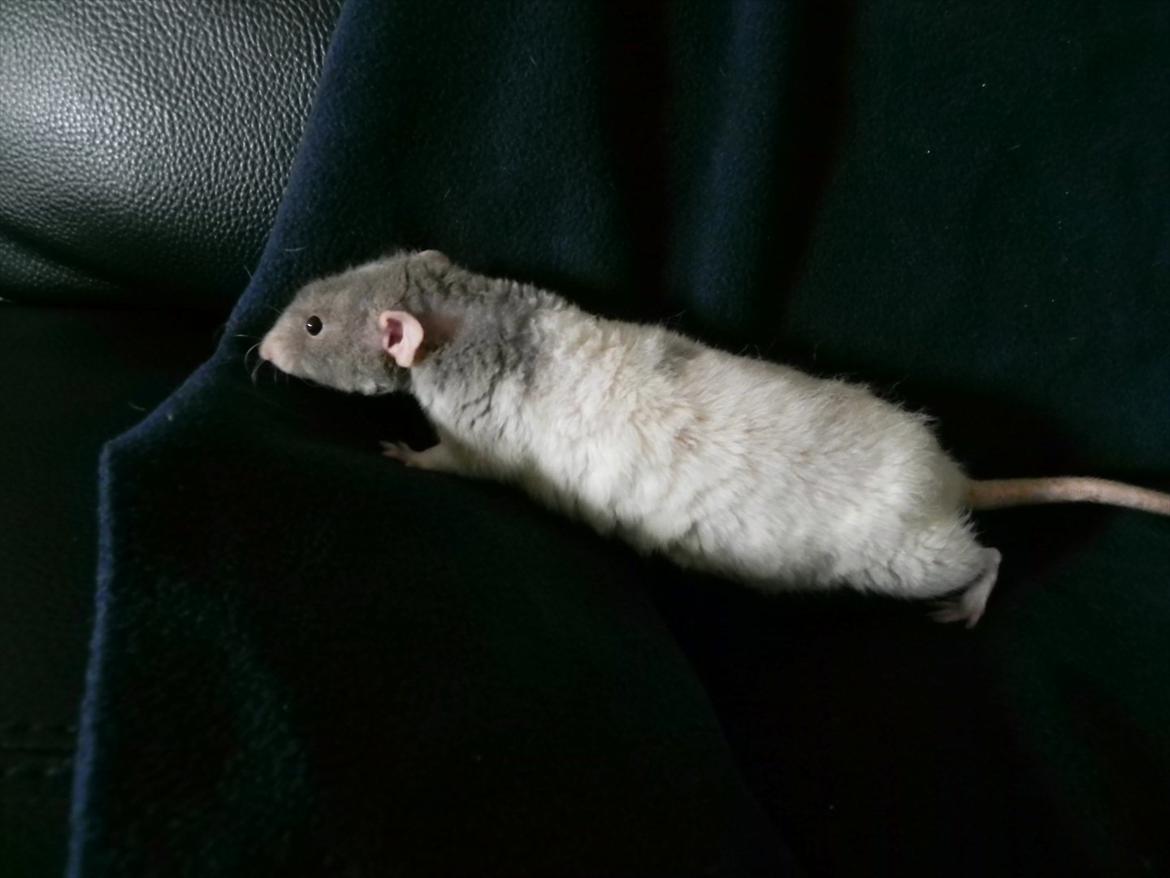 Tamrotte Skralde/Skrumle billede 9