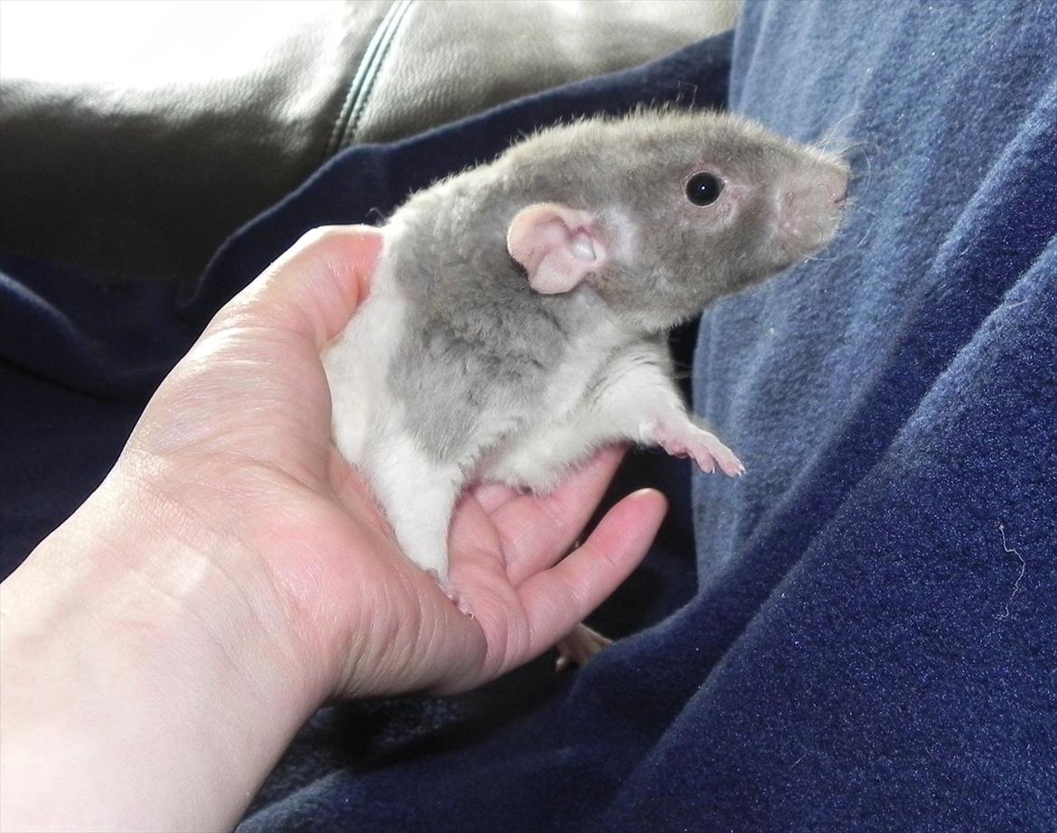 Tamrotte Skralde/Skrumle billede 6