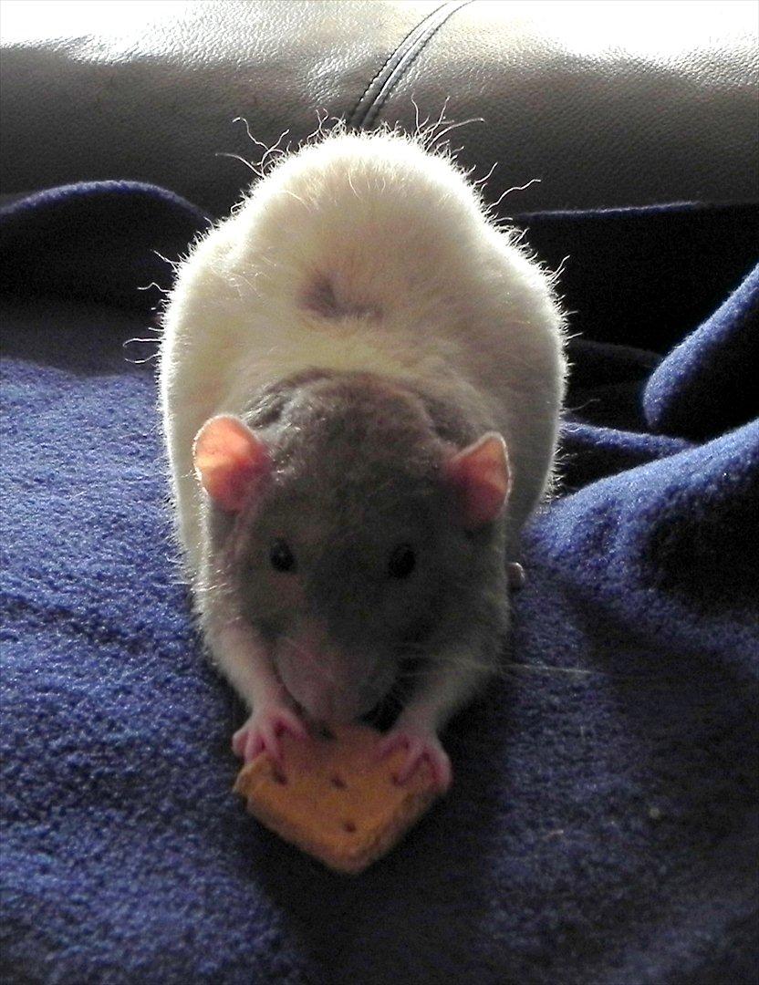 Tamrotte Skralde/Skrumle billede 7