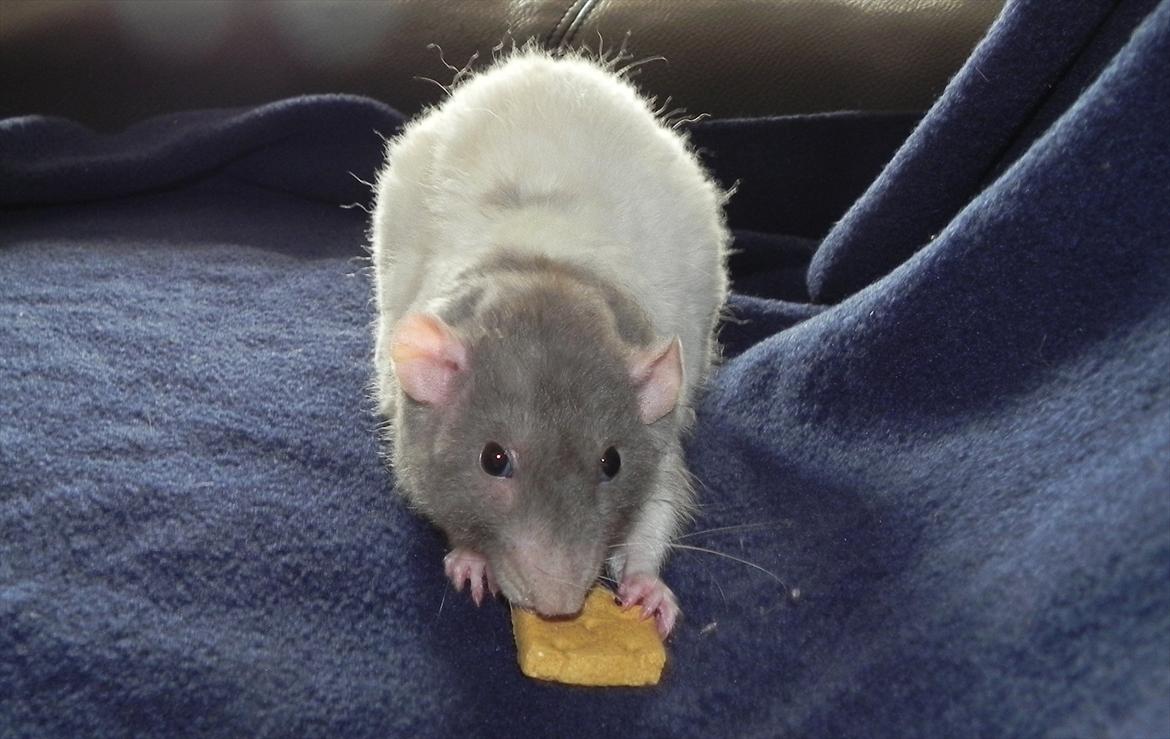 Tamrotte Skralde/Skrumle billede 2