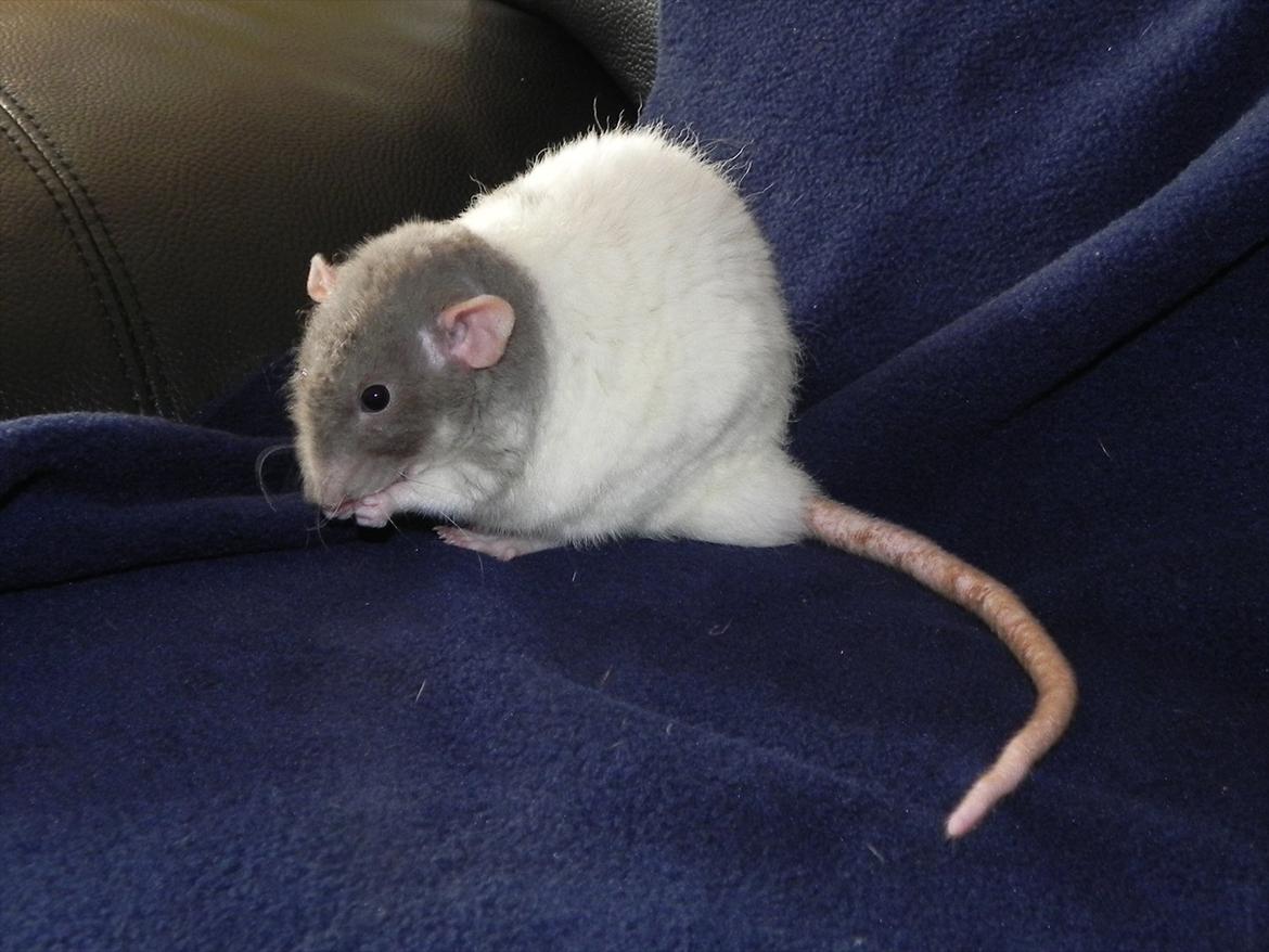 Tamrotte Skralde/Skrumle billede 8