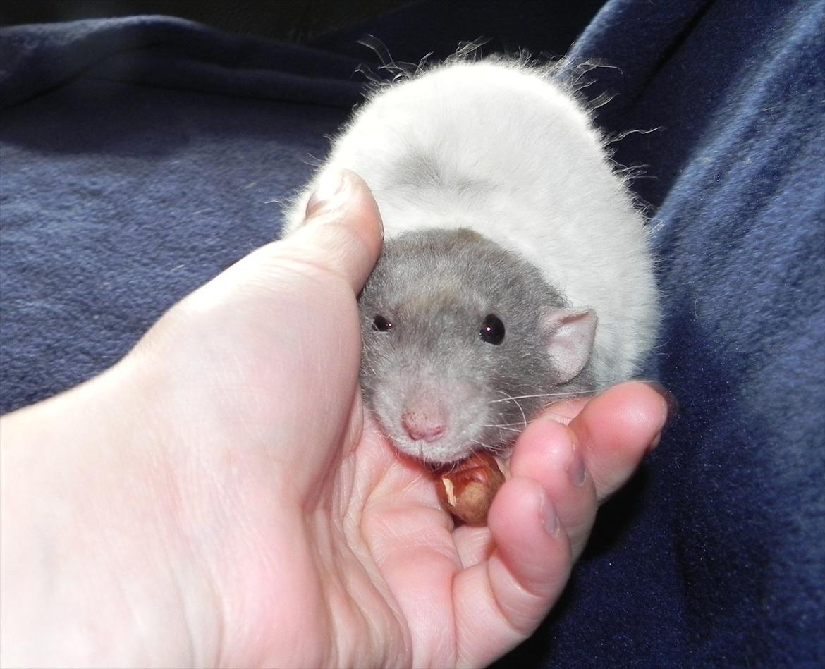 Tamrotte Skralde/Skrumle billede 4