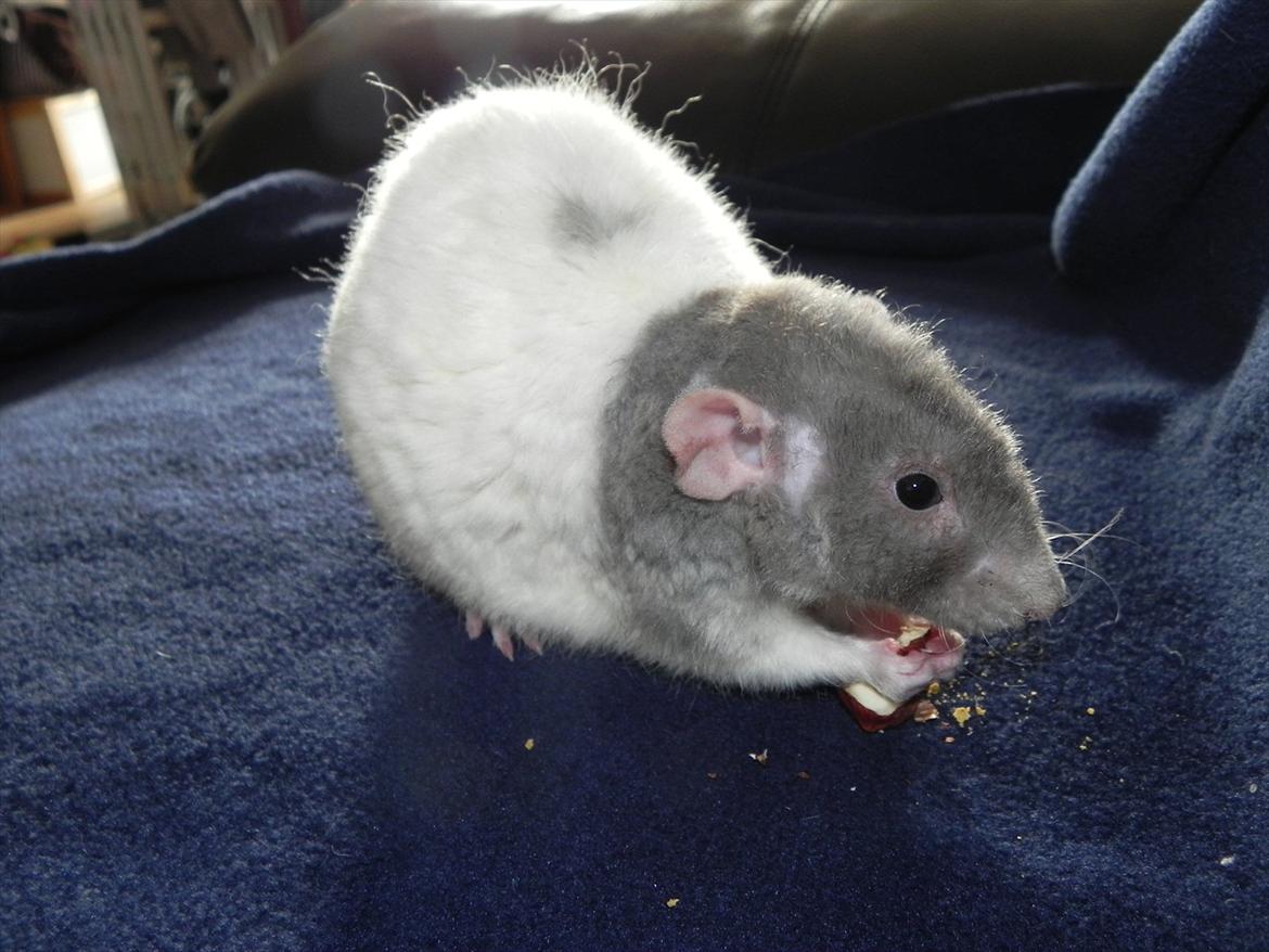 Tamrotte Skralde/Skrumle billede 3