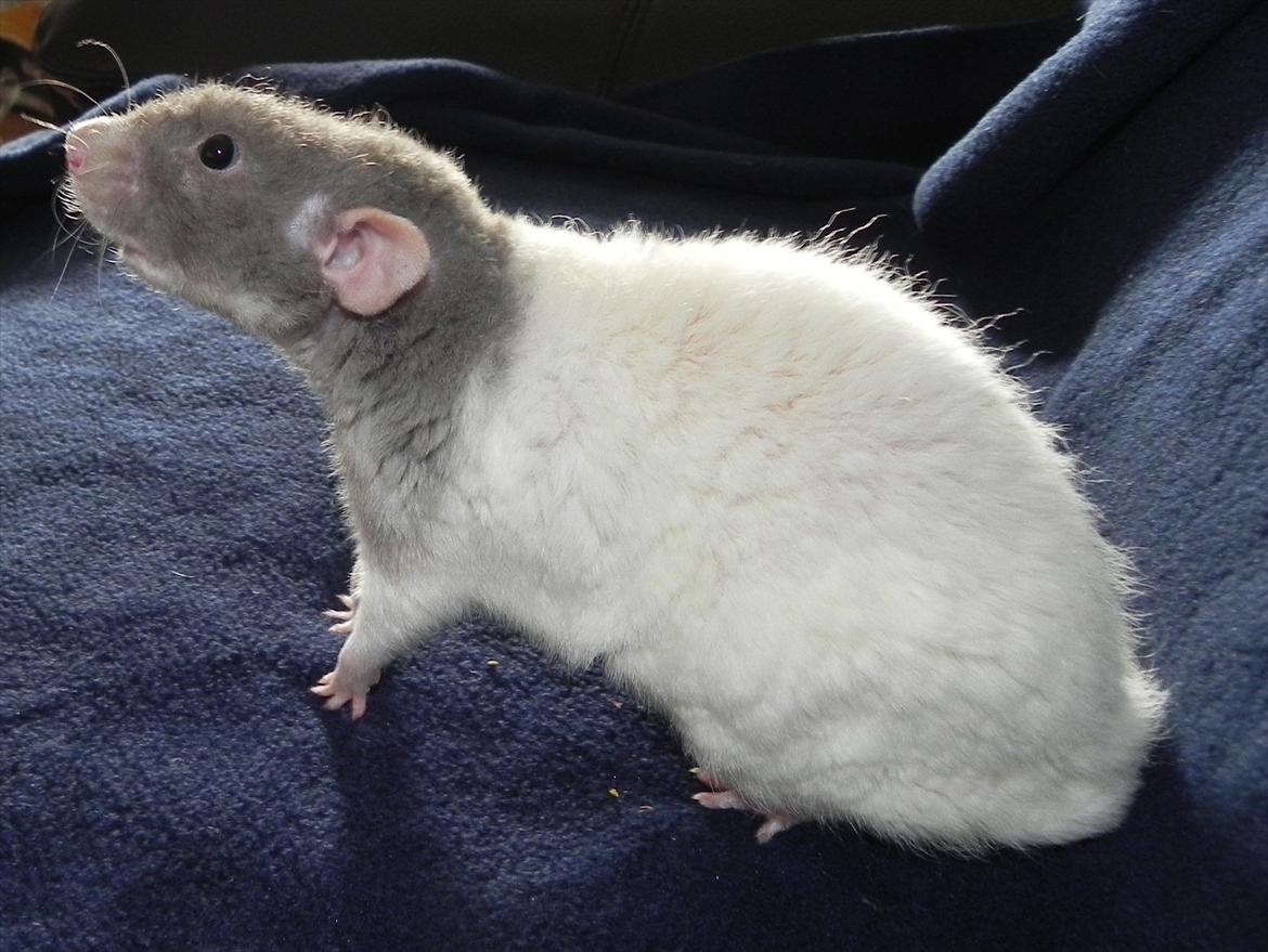 Tamrotte Skralde/Skrumle billede 5