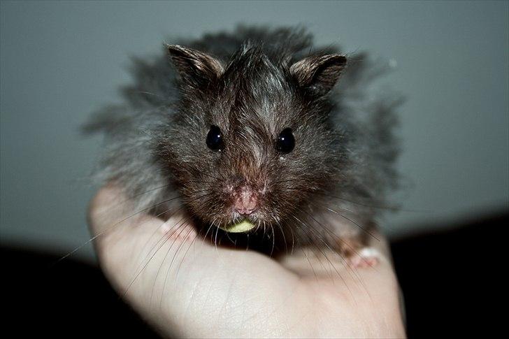 Hamster Futte † 2012 † billede 19