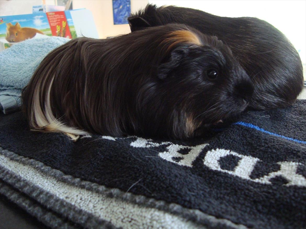 Marsvin Hedvig - Første møde med Holger billede 2