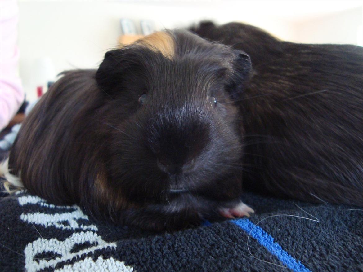 Marsvin Hedvig - Forfra ligner hun Gertrud :) billede 3