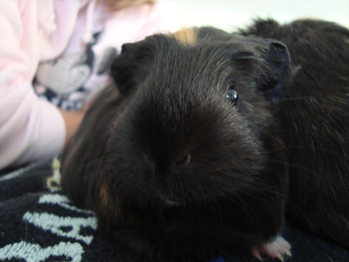 Marsvin Hedvig billede 4