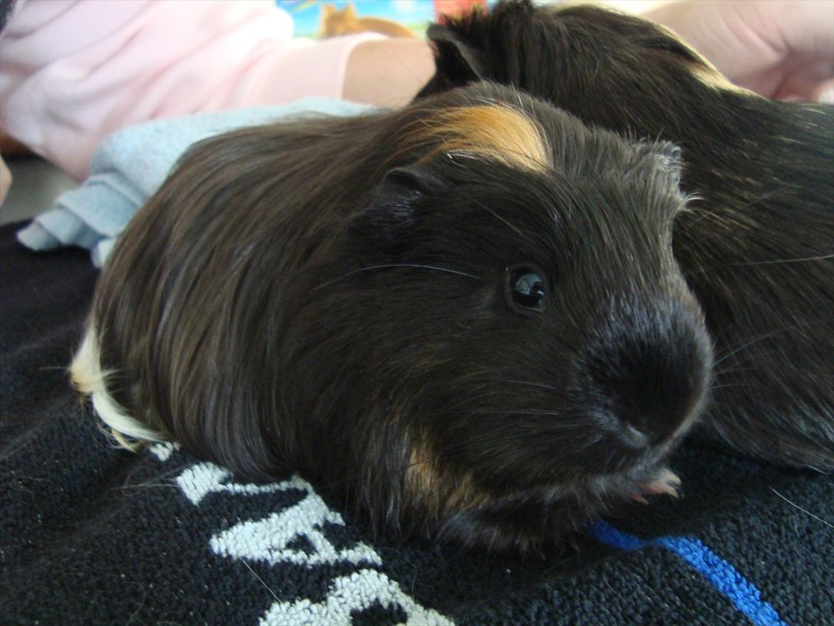 Marsvin Hedvig billede 5