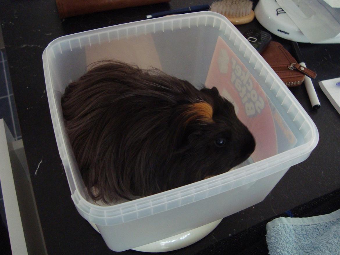 Marsvin Hedvig - Lige en tur på vægten... billede 6