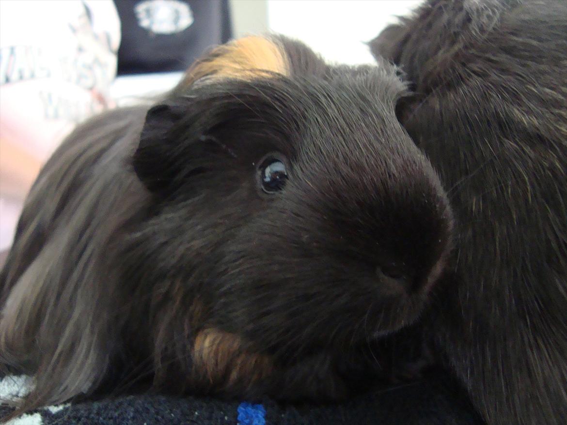 Marsvin Hedvig billede 7