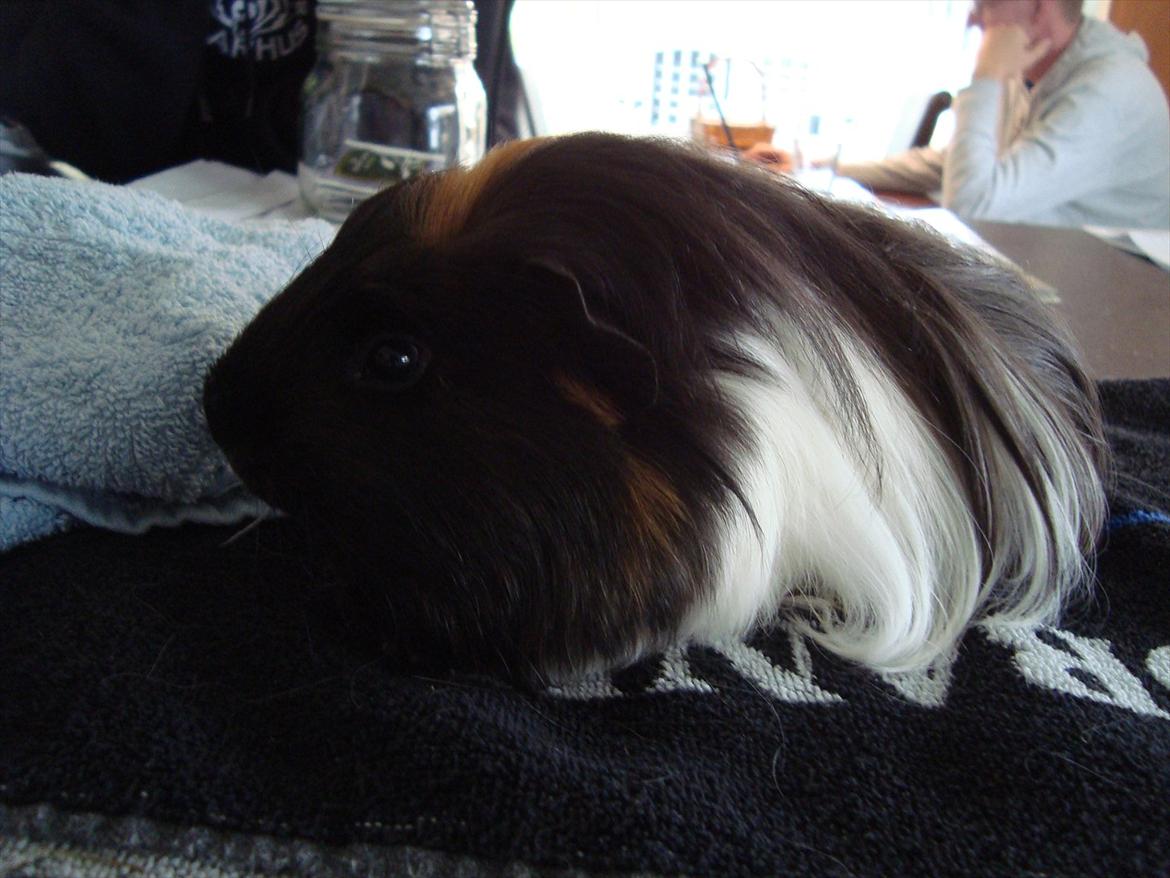 Marsvin Hedvig - Og fra den smukke hvide side :) billede 8