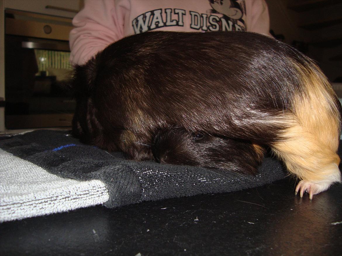 Marsvin Hedvig - ... jeg kravler lige ind under dig, Holger! billede 9