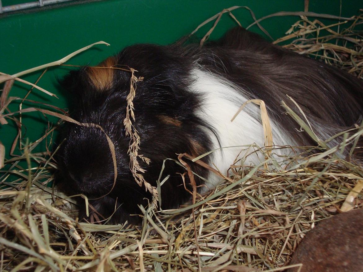 Marsvin Hedvig billede 1