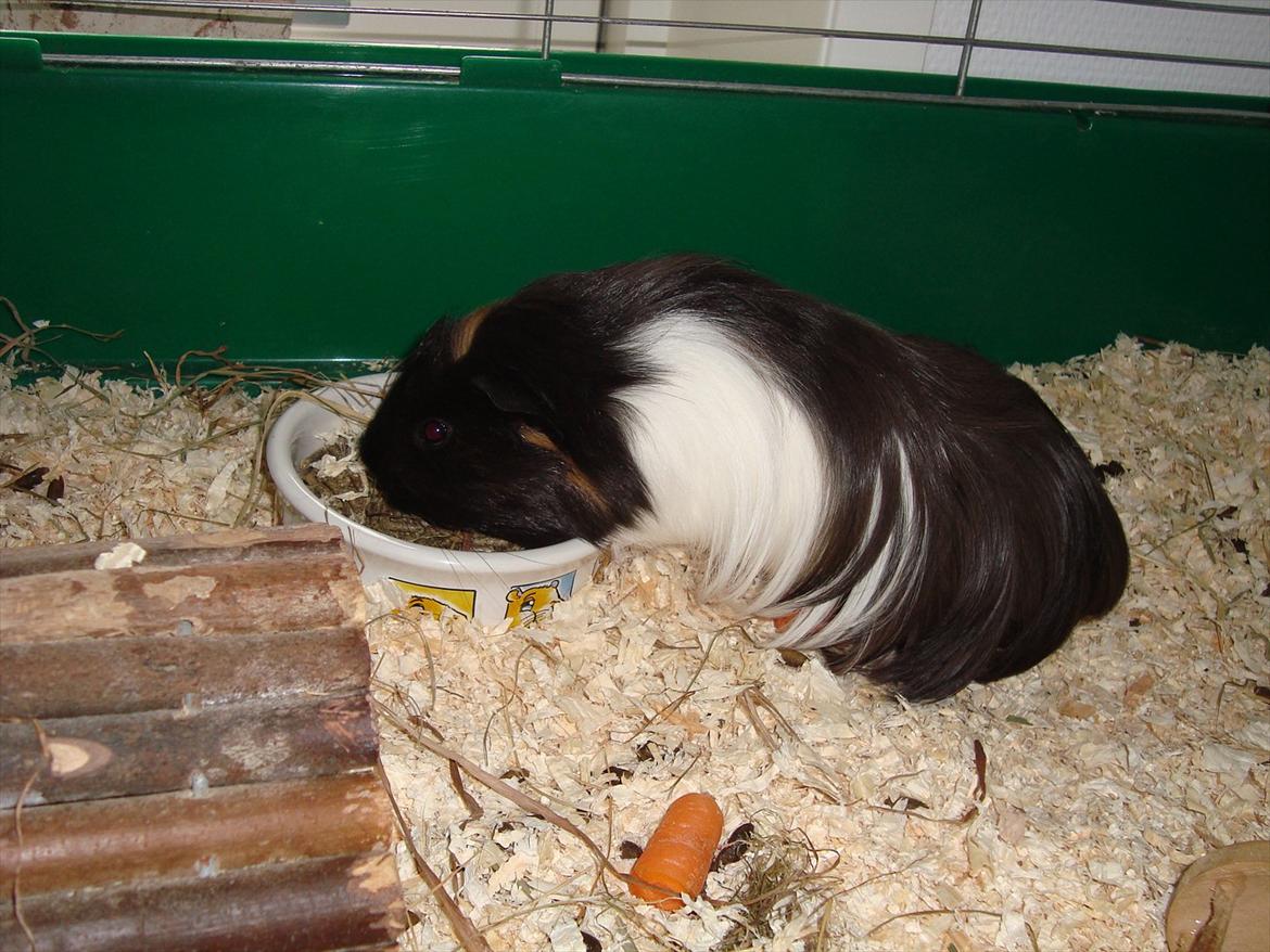 Marsvin Hedvig billede 10