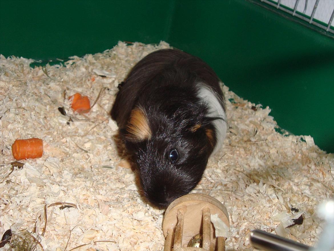 Marsvin Hedvig - Inspektion af sit nye hjem :) billede 11