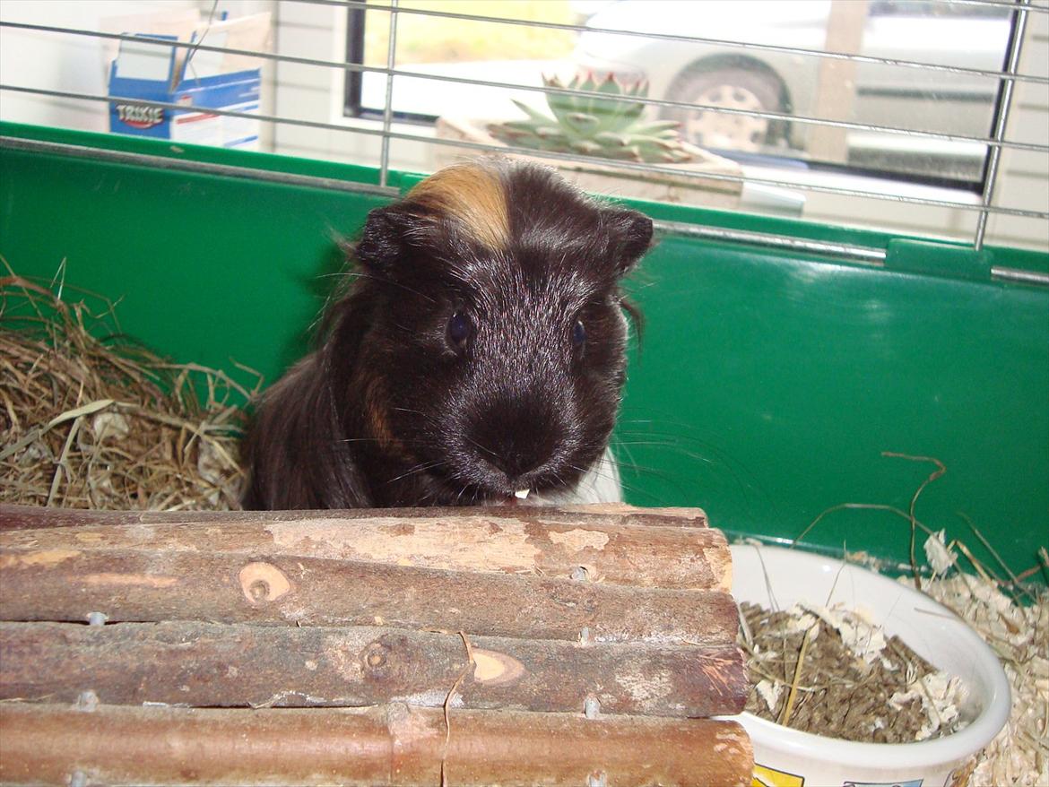 Marsvin Hedvig billede 12