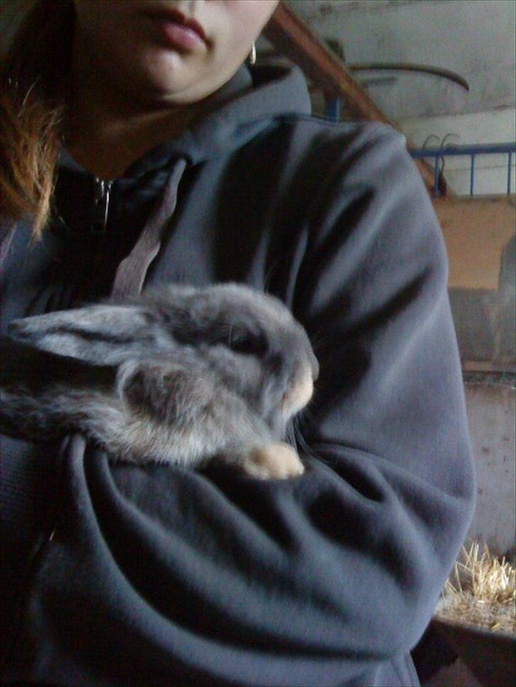 Kanin Mille min prinsesse<3(løbet væk) billede 20