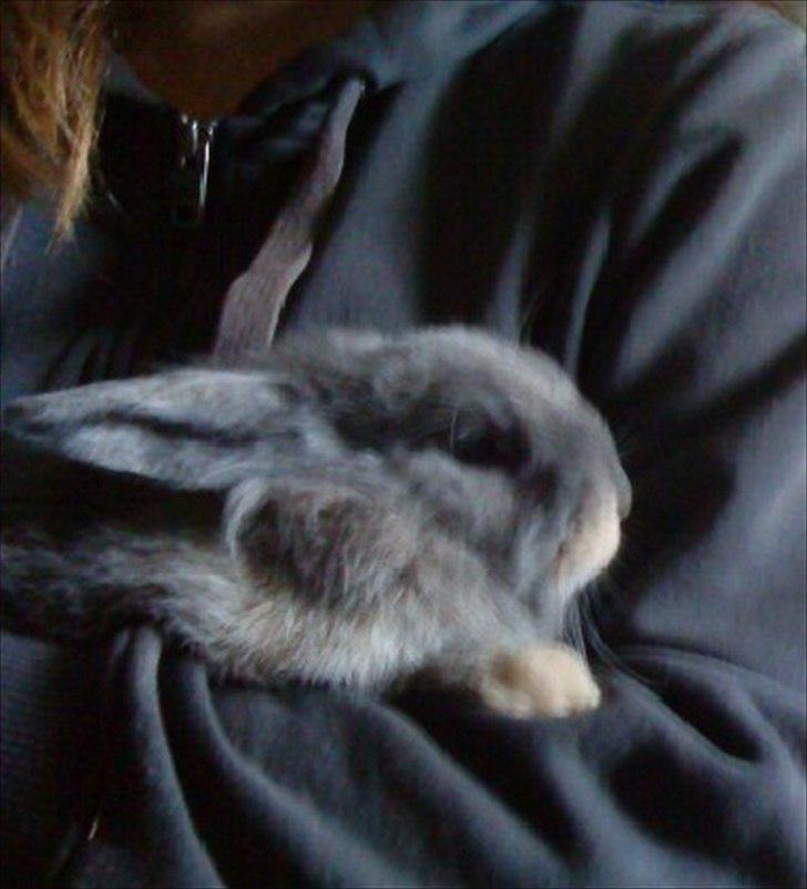 Kanin Mille min prinsesse<3(løbet væk) billede 15