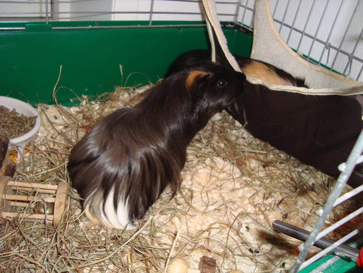 Marsvin Hedvig billede 14