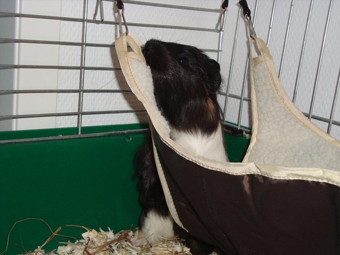 Marsvin Hedvig billede 15