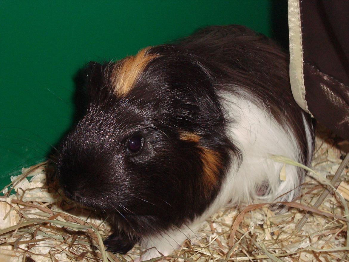 Marsvin Hedvig billede 16