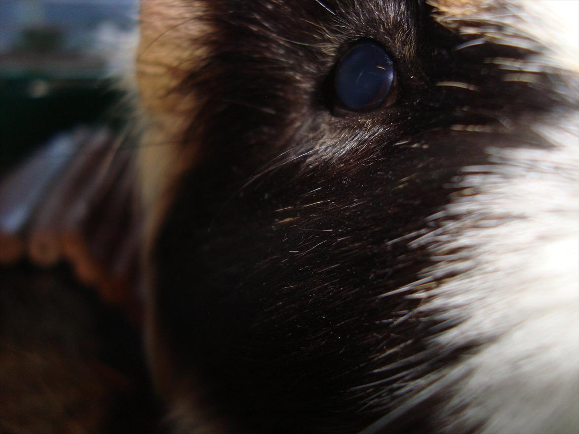 Marsvin Holger billede 11