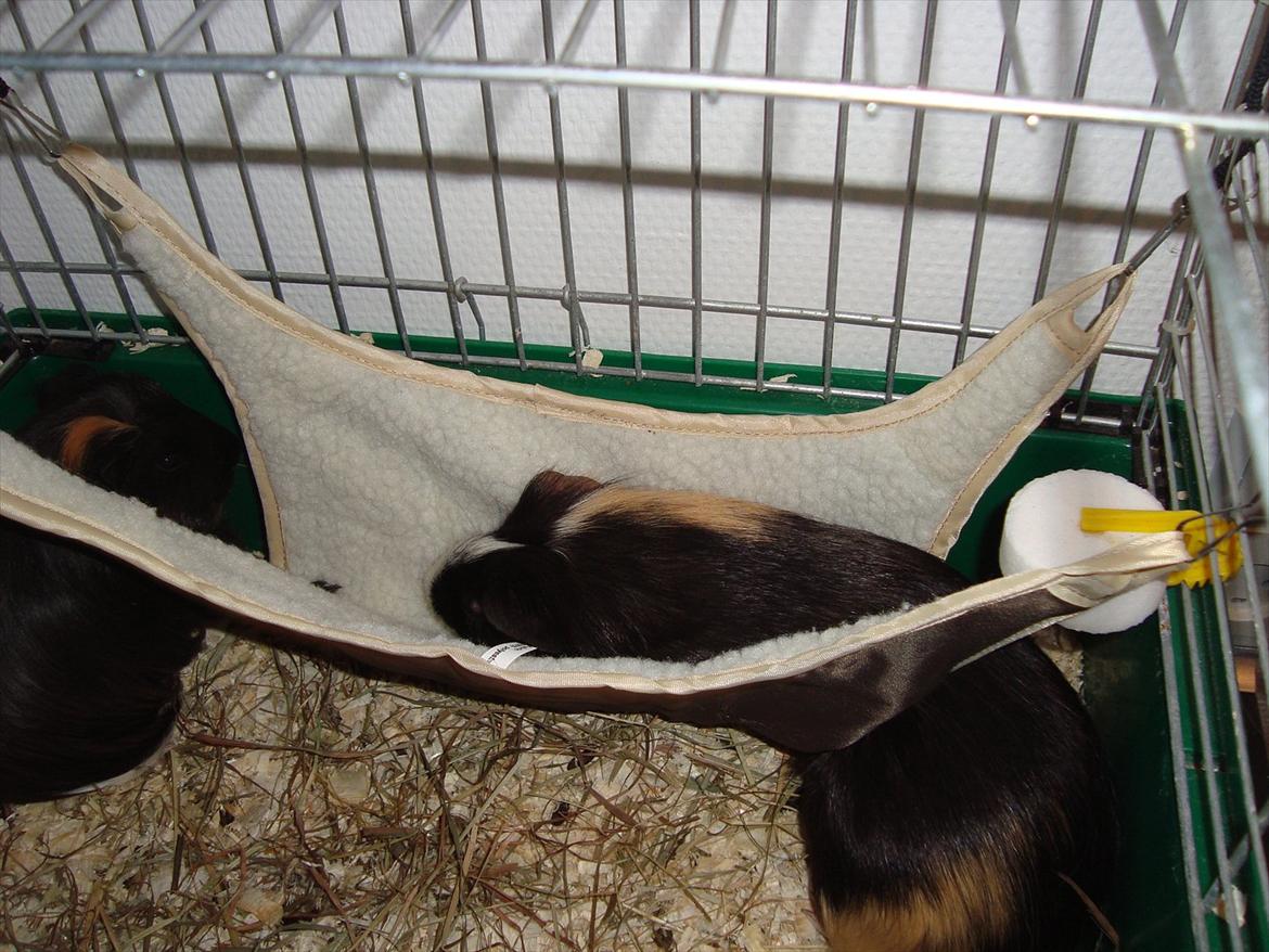 Marsvin Holger billede 12