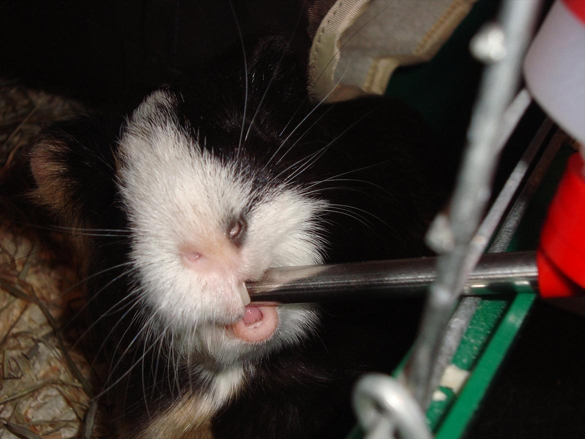 Marsvin Holger billede 13