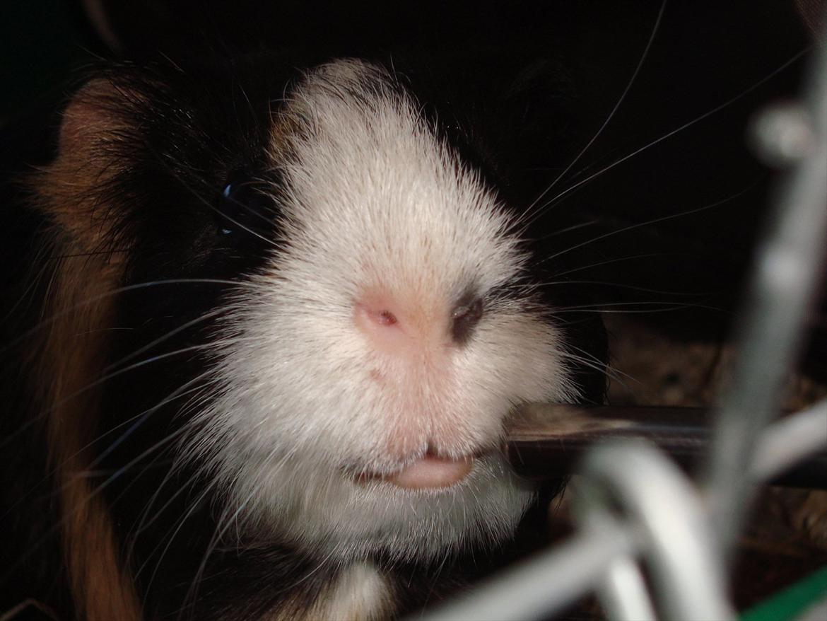 Marsvin Holger billede 14