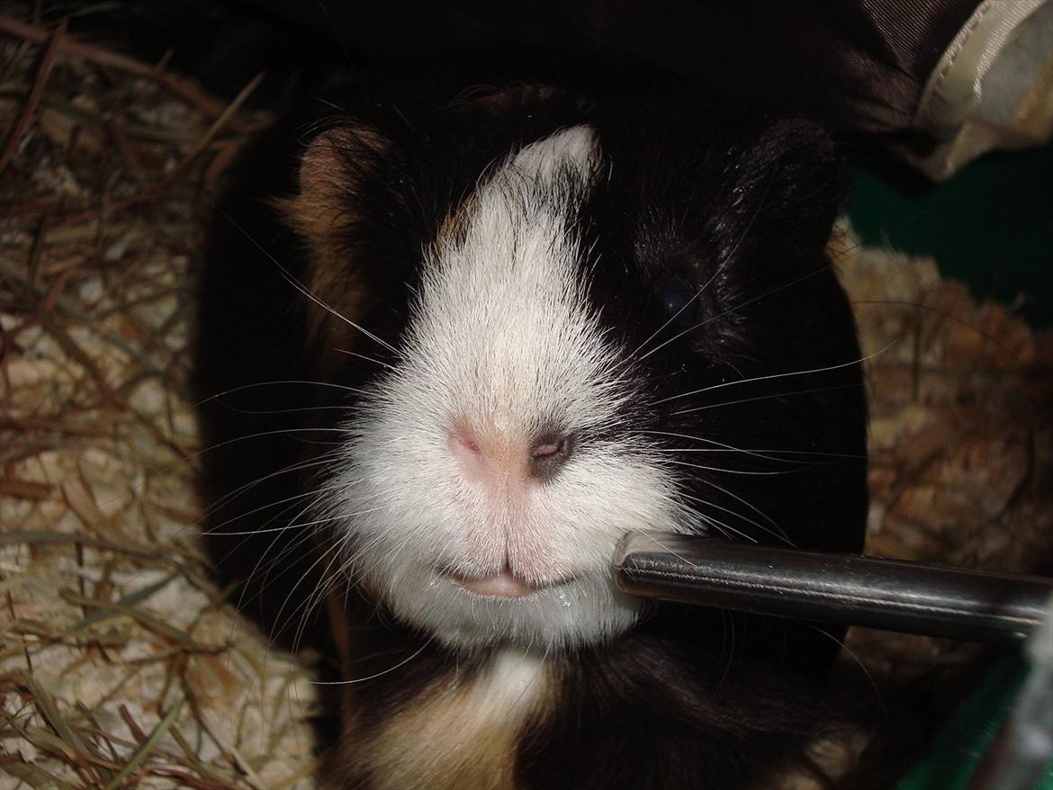 Marsvin Holger billede 15