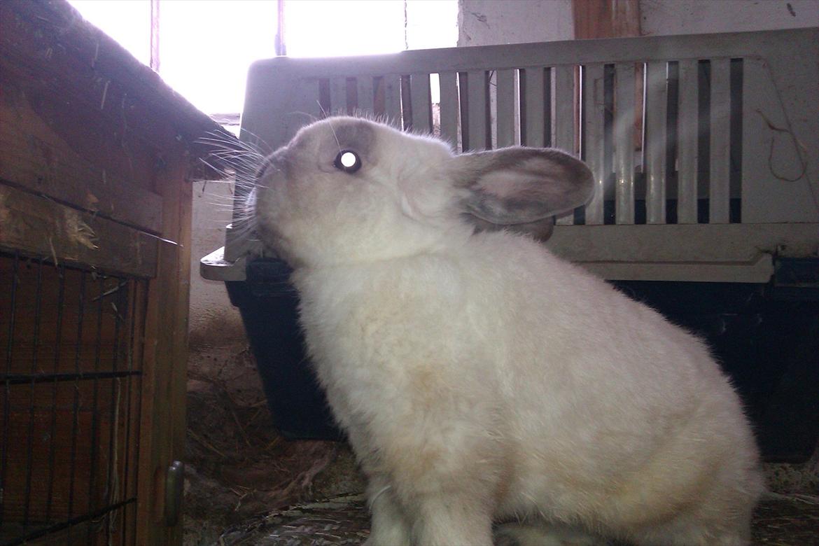 Kanin Elias - Han vil gerne på opdagelser... billede 1