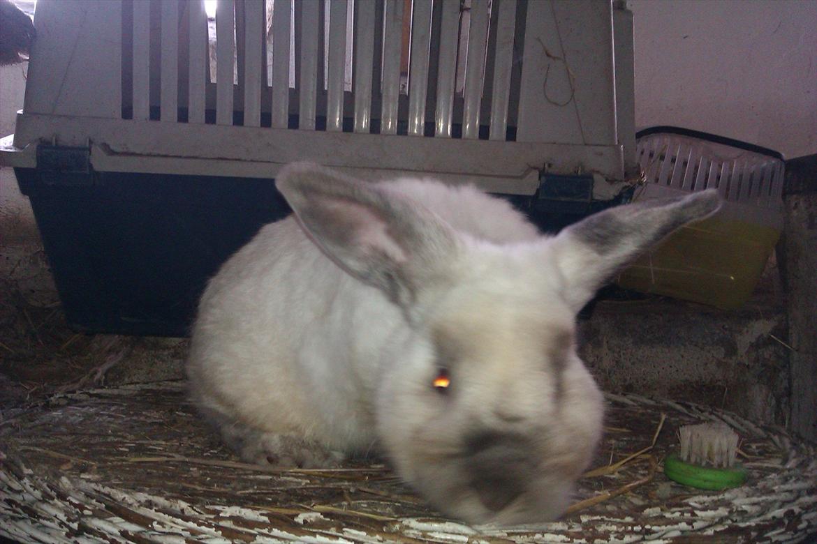 Kanin Elias - Søde billede 2