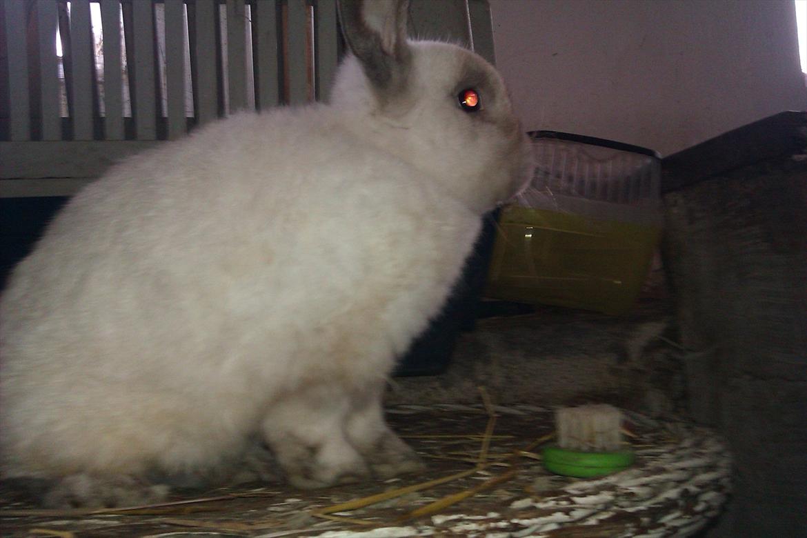 Kanin Elias - Nuttet billede 4