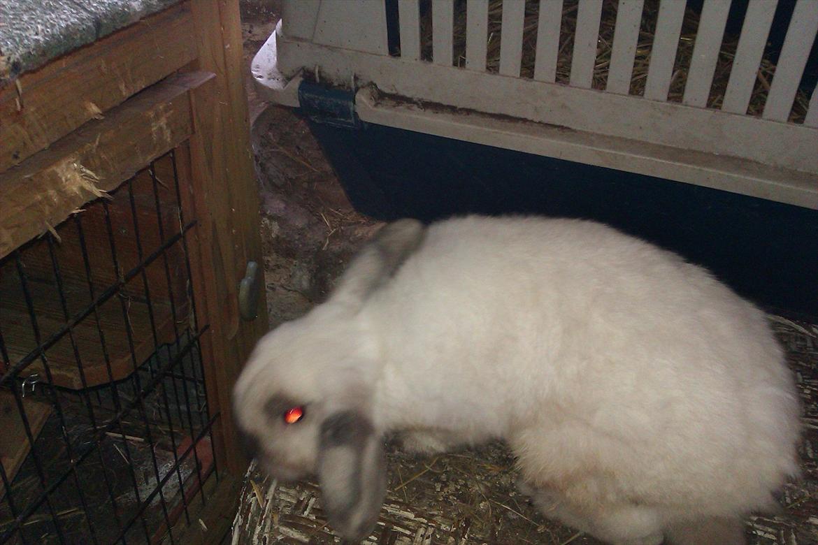 Kanin Elias - Jupiii billede 5