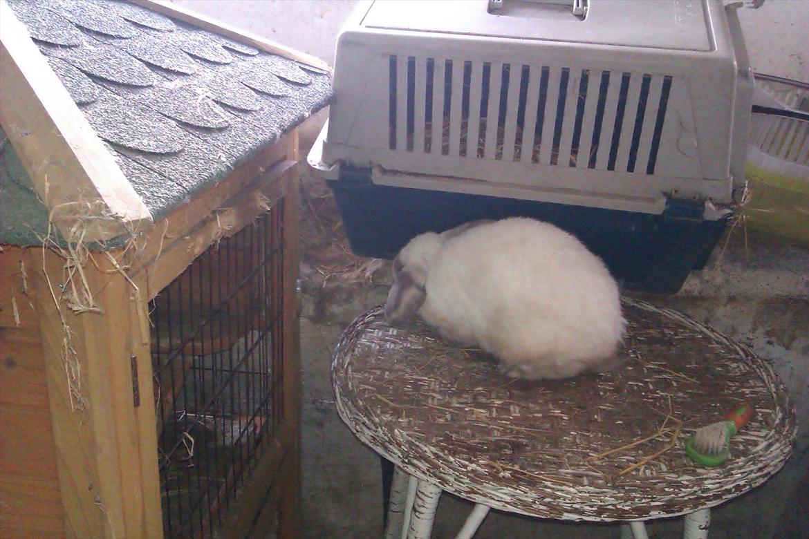 Kanin Elias - Nussseeeeeeeeeeeeeeeerrrr billede 3