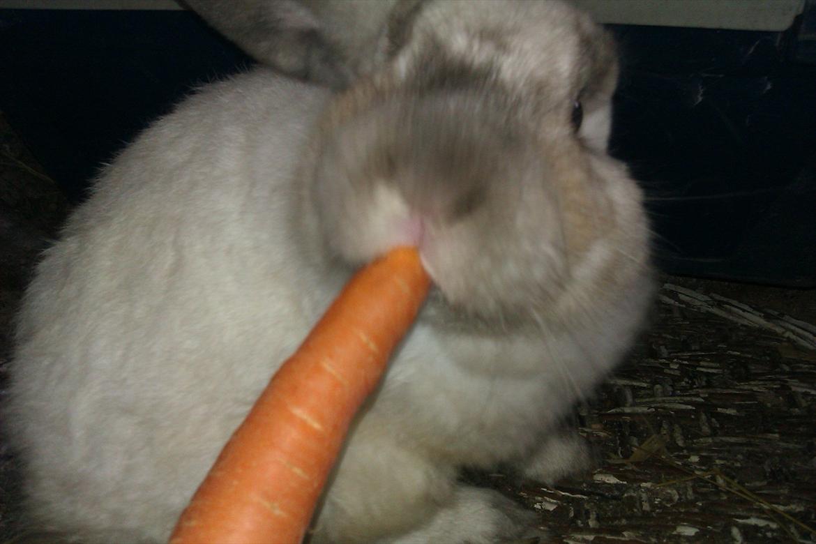 Kanin Elias - Måms gulerod............ billede 6