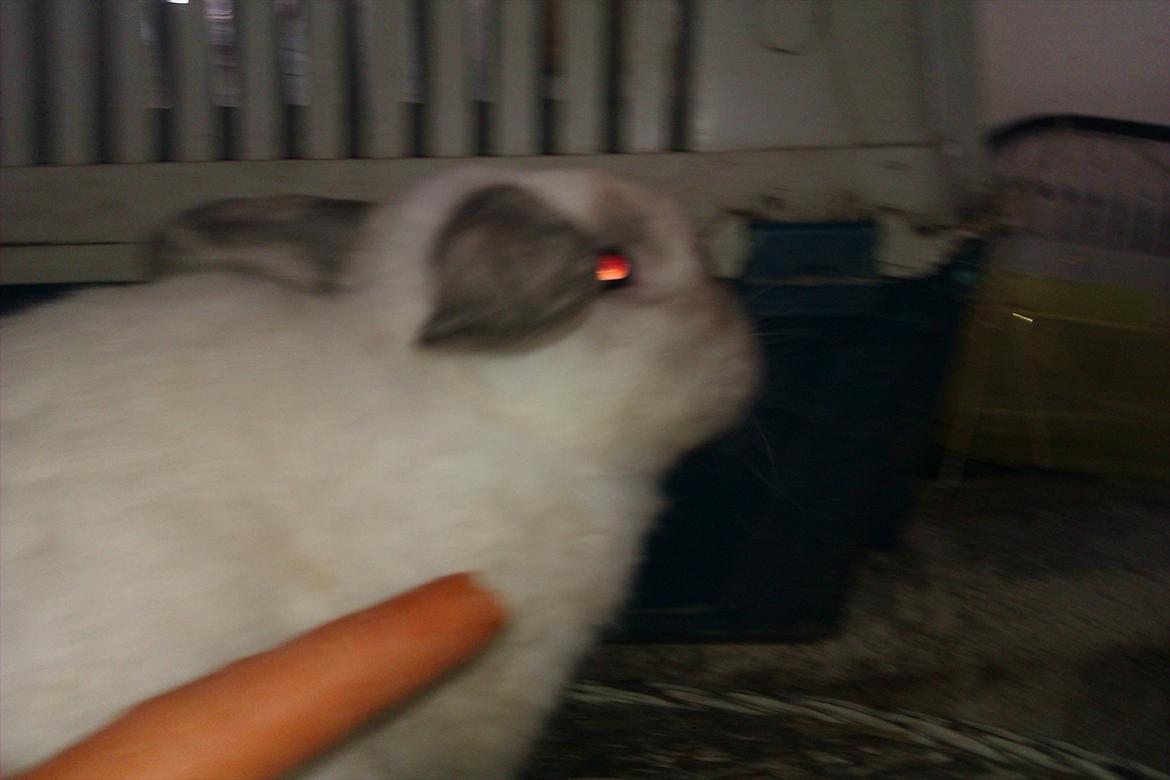 Kanin Elias - Smukke billede 7