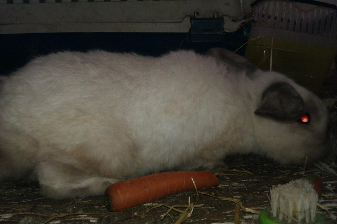 Kanin Elias - Nej, ikke mere gulerod billede 8