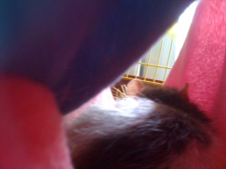 Tamrotte Ricko billede 11