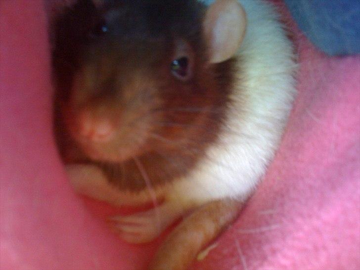 Tamrotte Ricko billede 12