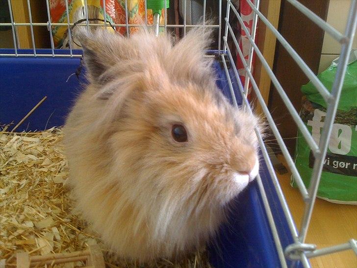 Kanin Stald muskatnød´s Chili  billede 18