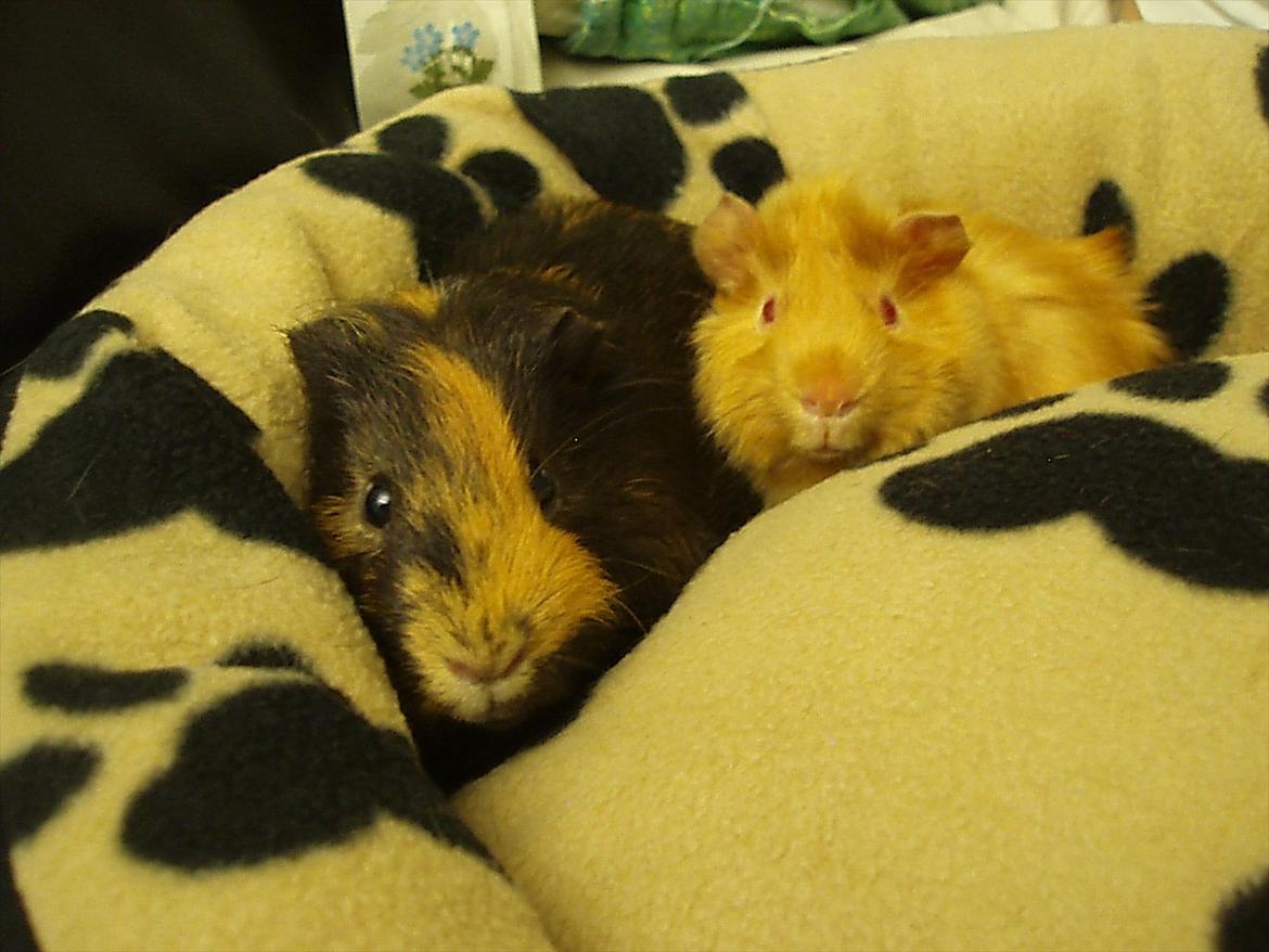 Marsvin Gucci / Alm. glathår - Gucci og Don Juan billede 17