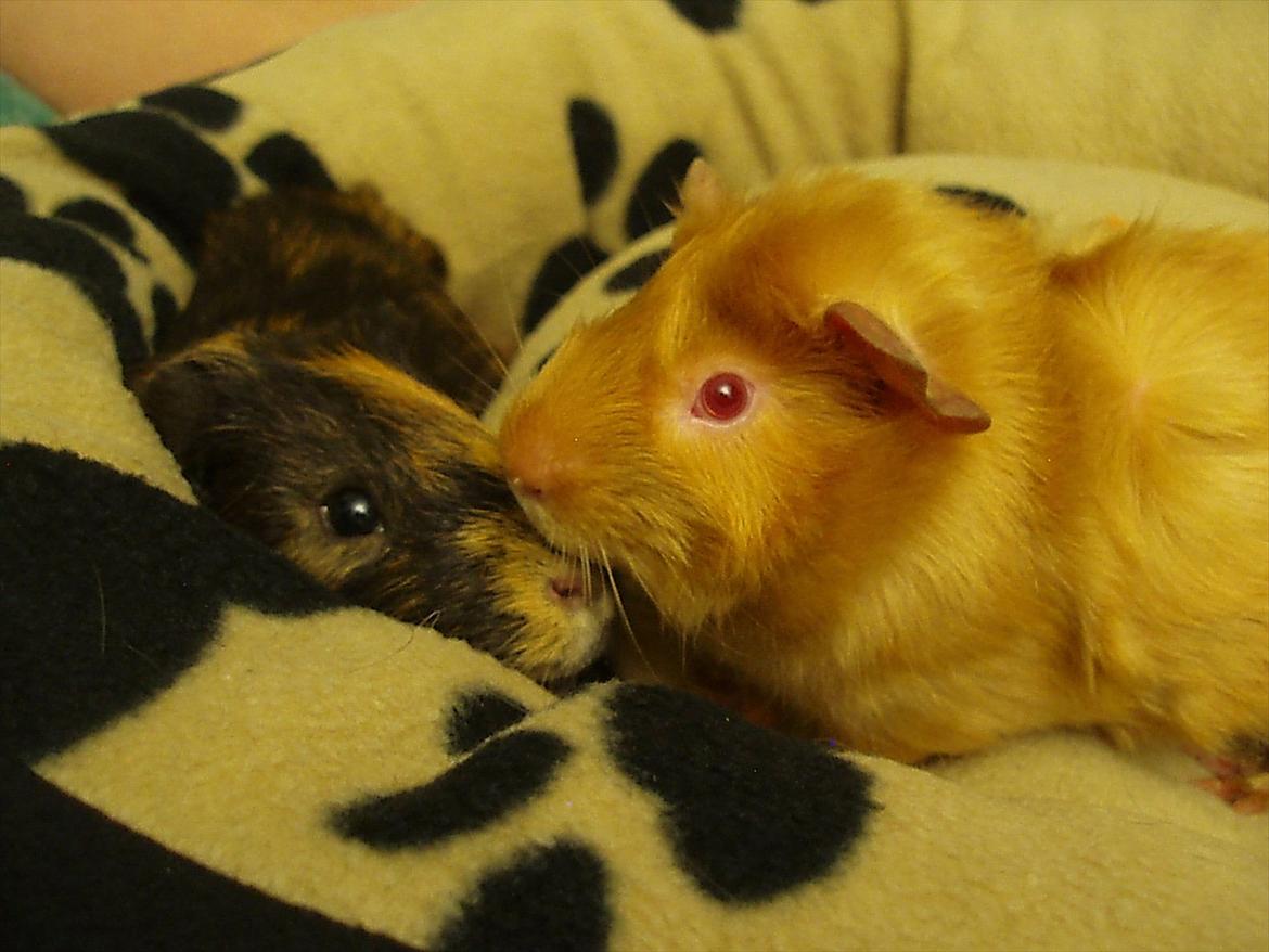 Marsvin Gucci / Alm. glathår - Gucci og Don Juan billede 18