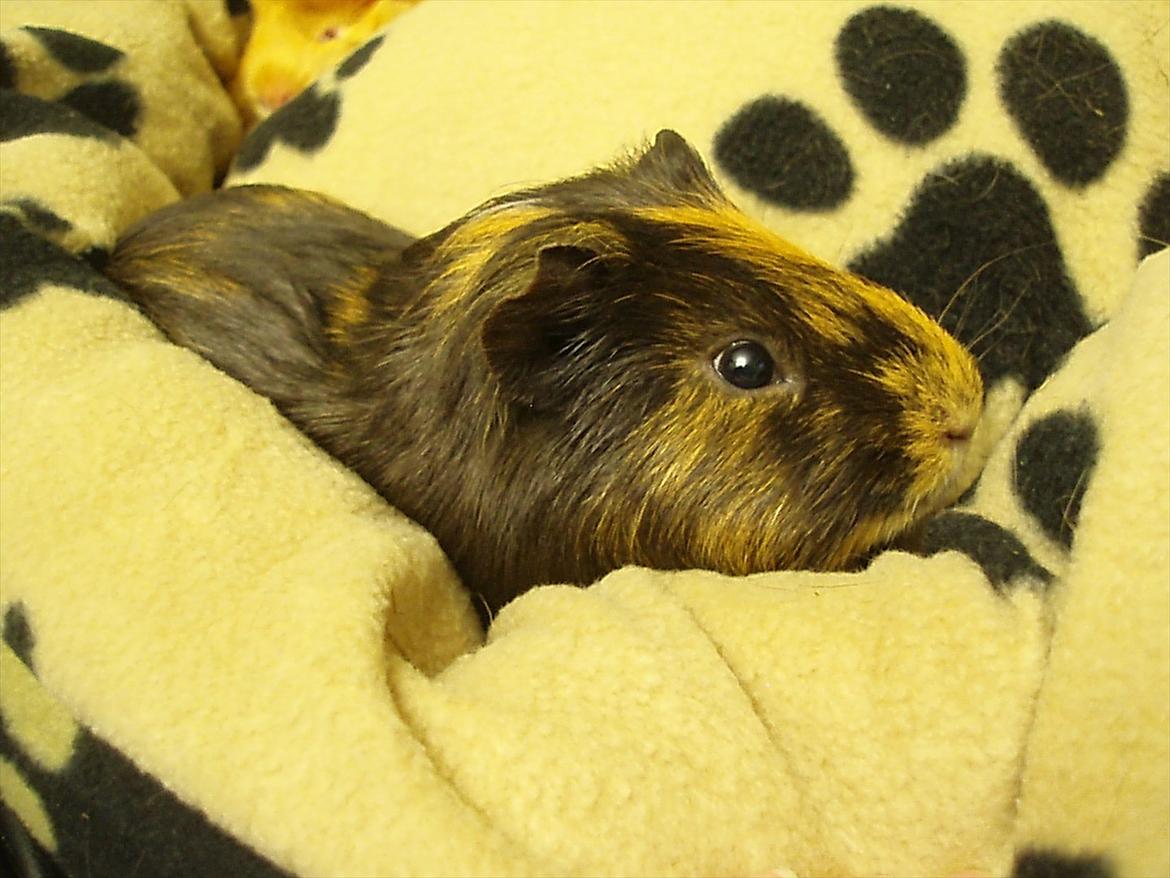 Marsvin Gucci / Alm. glathår billede 19